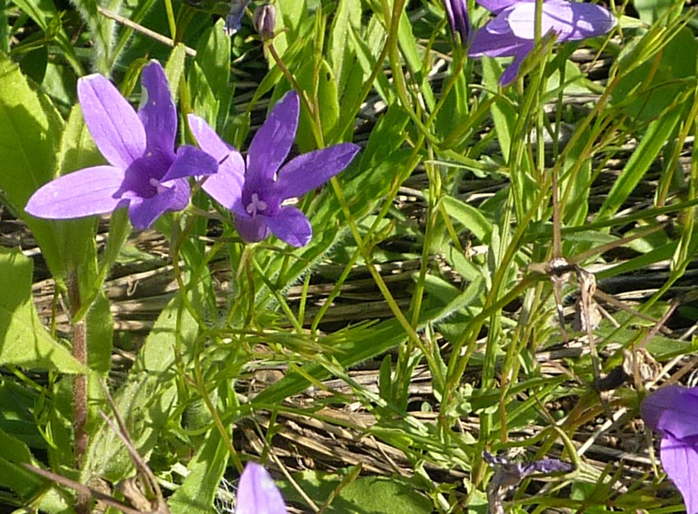 Campanula