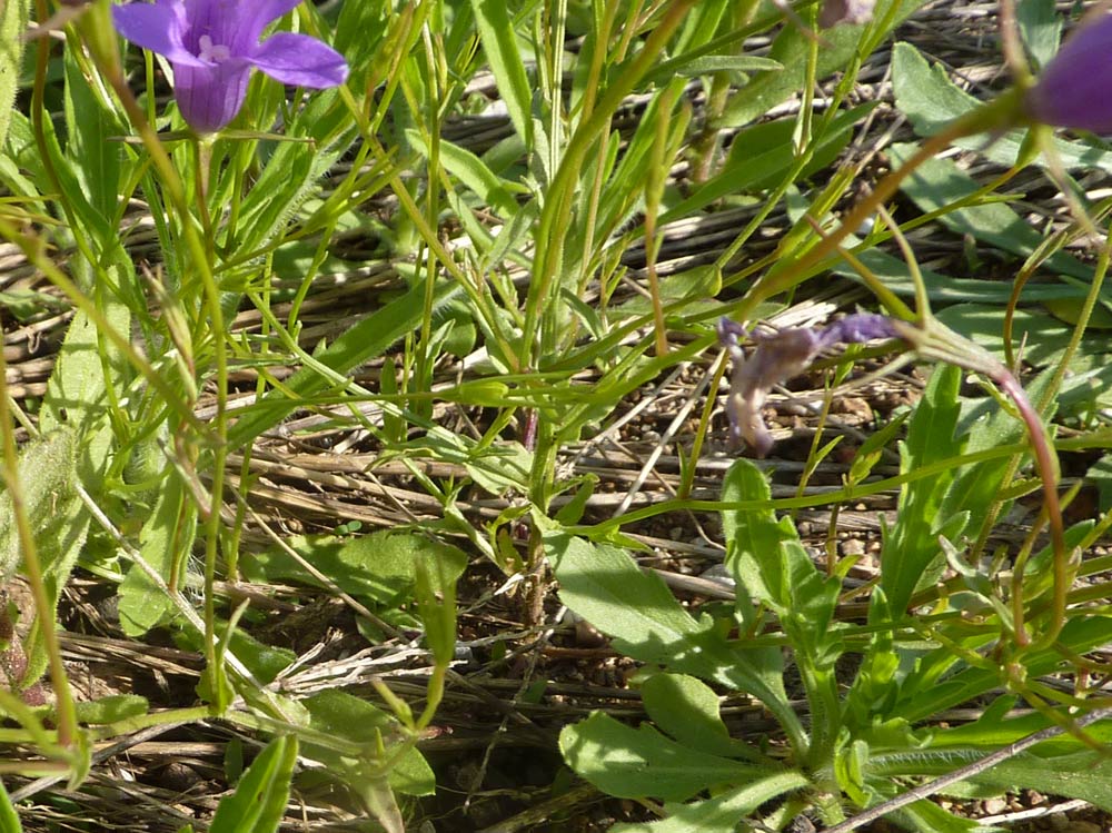 Campanula