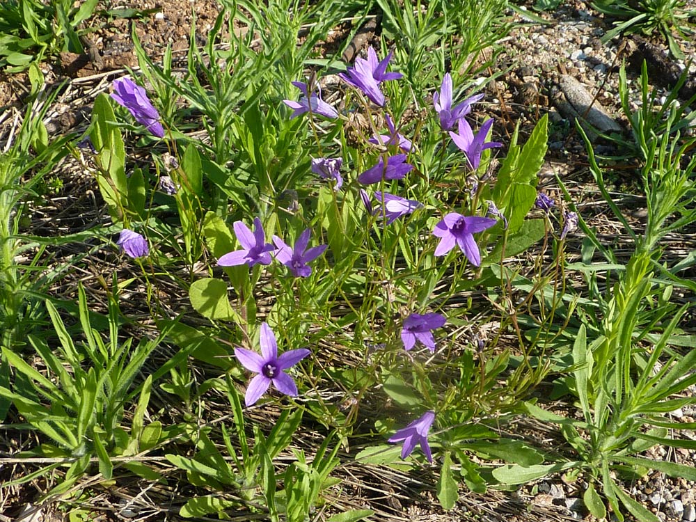 Campanula