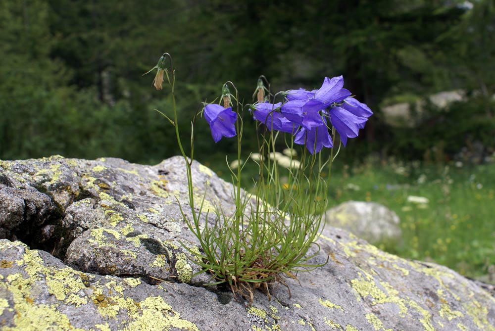 Campanula scheuchzeri