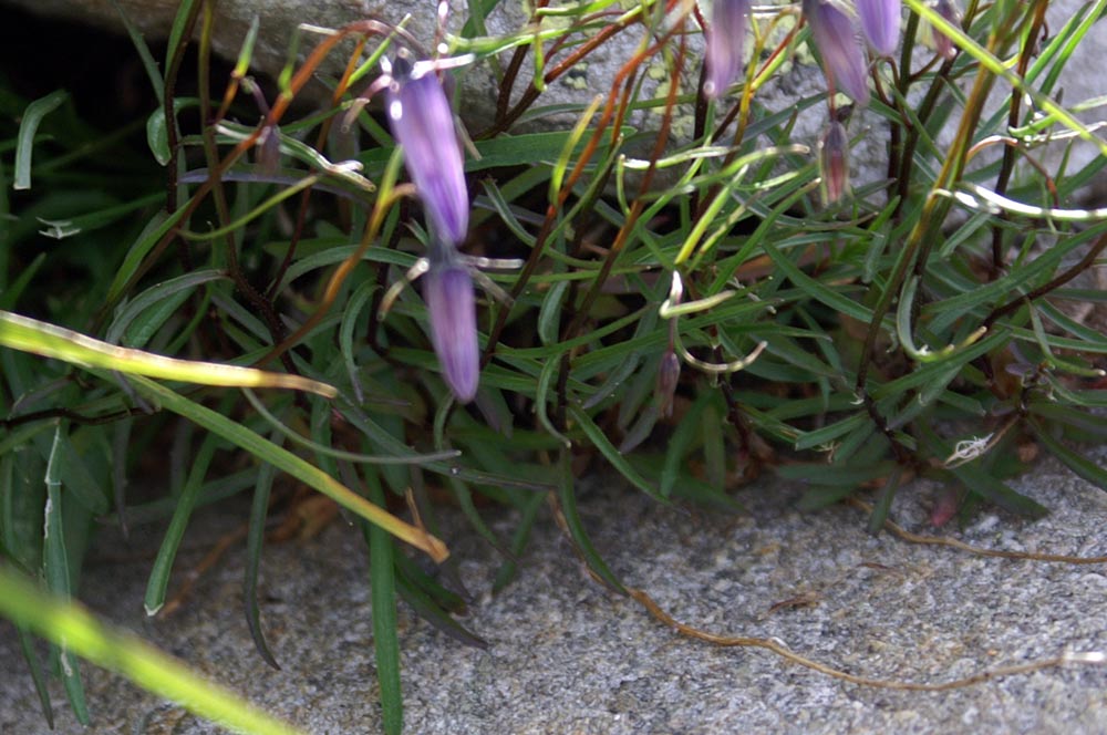 Campanula excisa / Campanula incisa