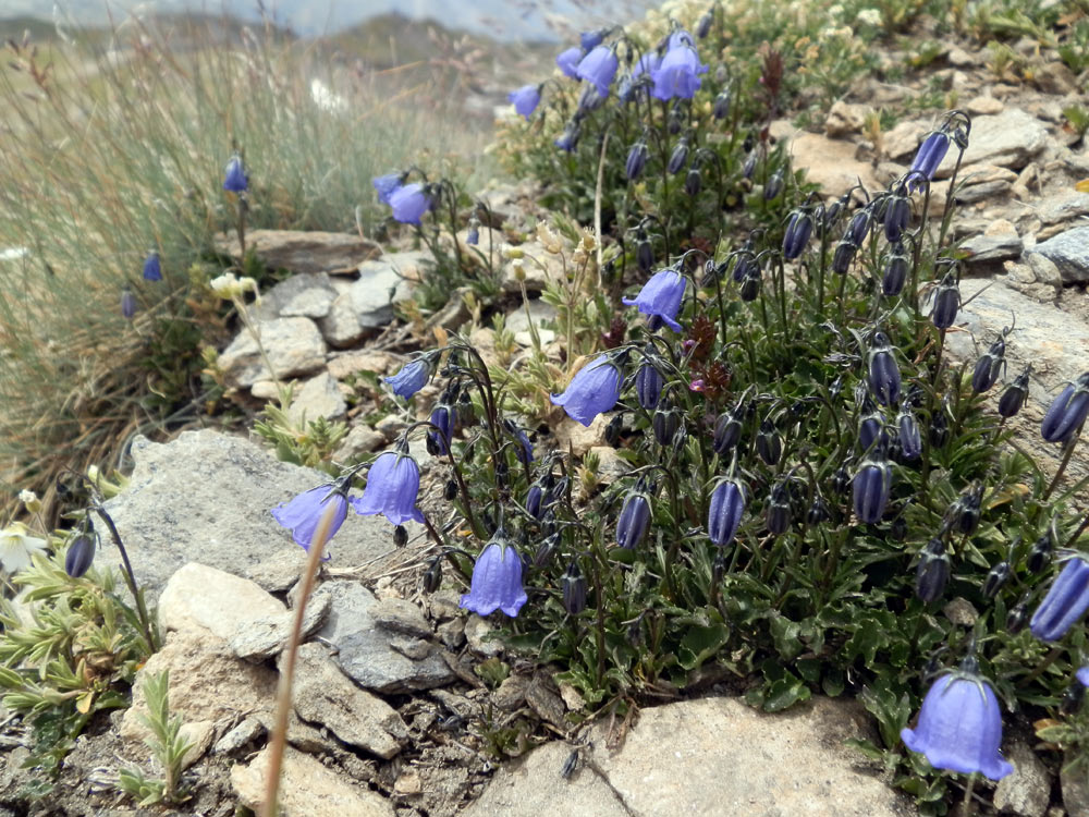 Campanula cochleariifolia / Campanula a foglie di coclearia