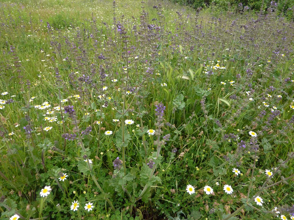 Salvia verbenaca