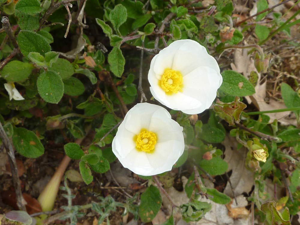 Cistus salviifolius