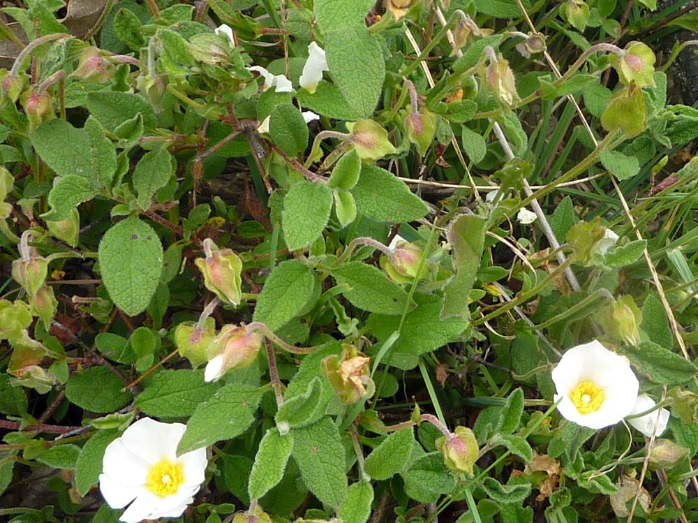 Cistus salviifolius