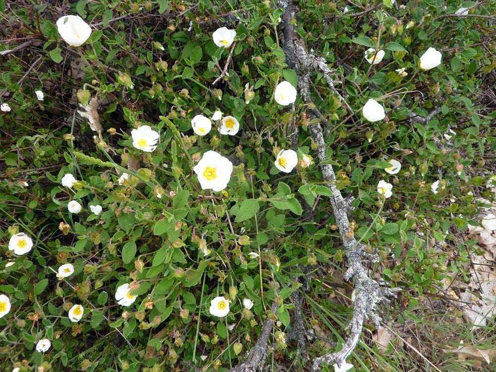 Cistus salviifolius