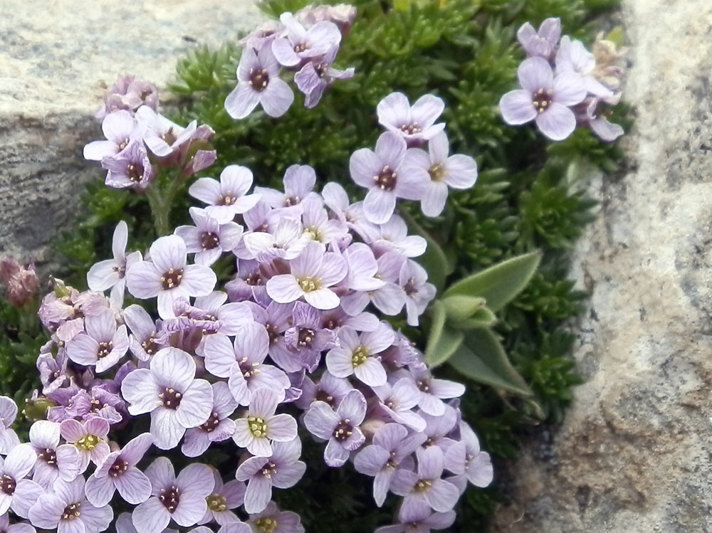 Petrocallis pyrenaica / Petrocallide dei Pirenei