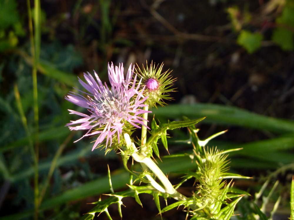 Galactites elegans (= G. tomentosa)