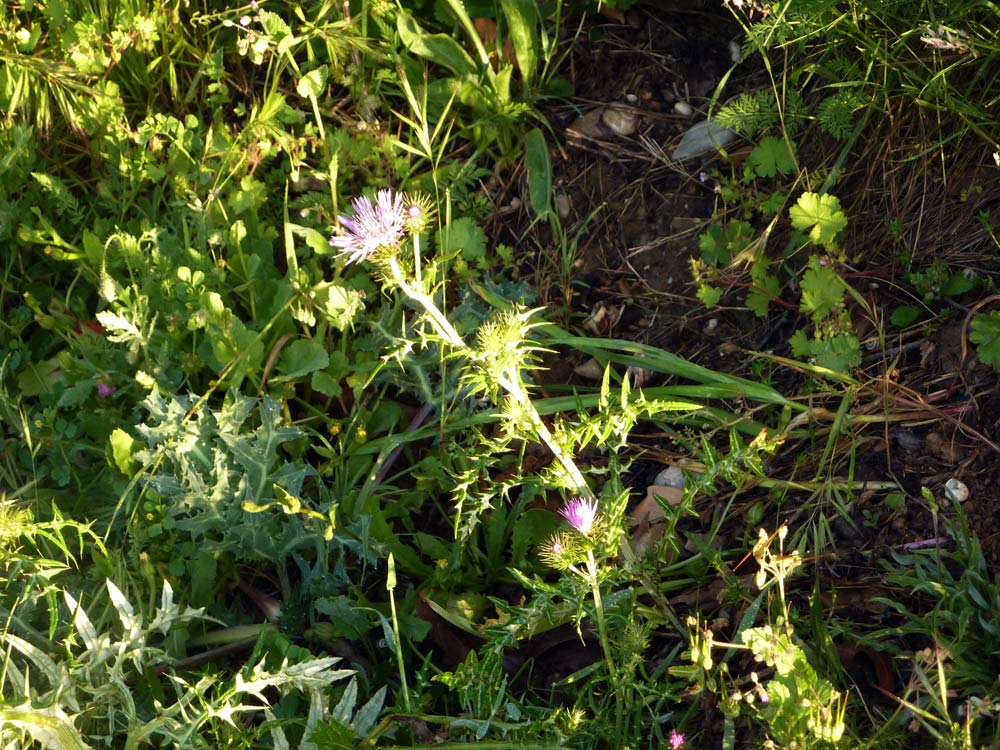 Galactites elegans (= G. tomentosa)