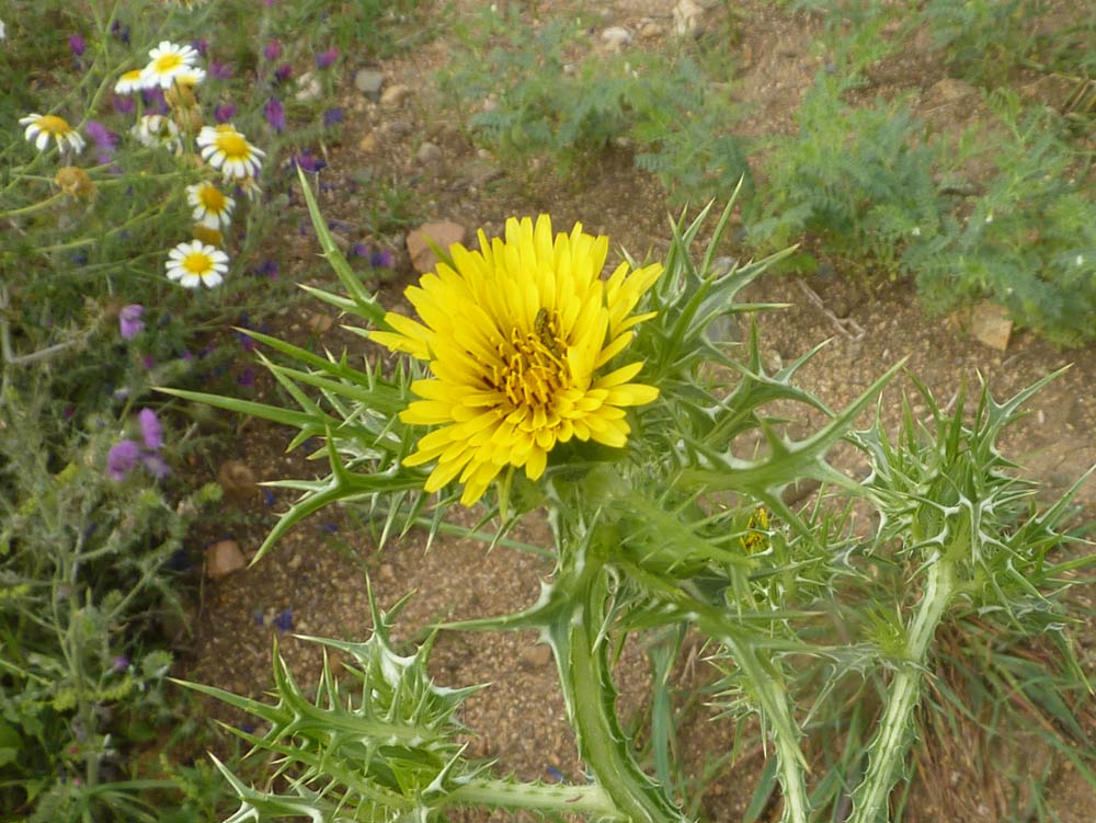 Scolymus maculatus / Cardogna macchiata