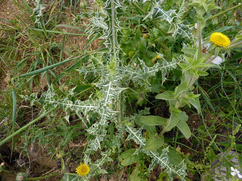 Scolymus maculatus / Cardogna macchiata