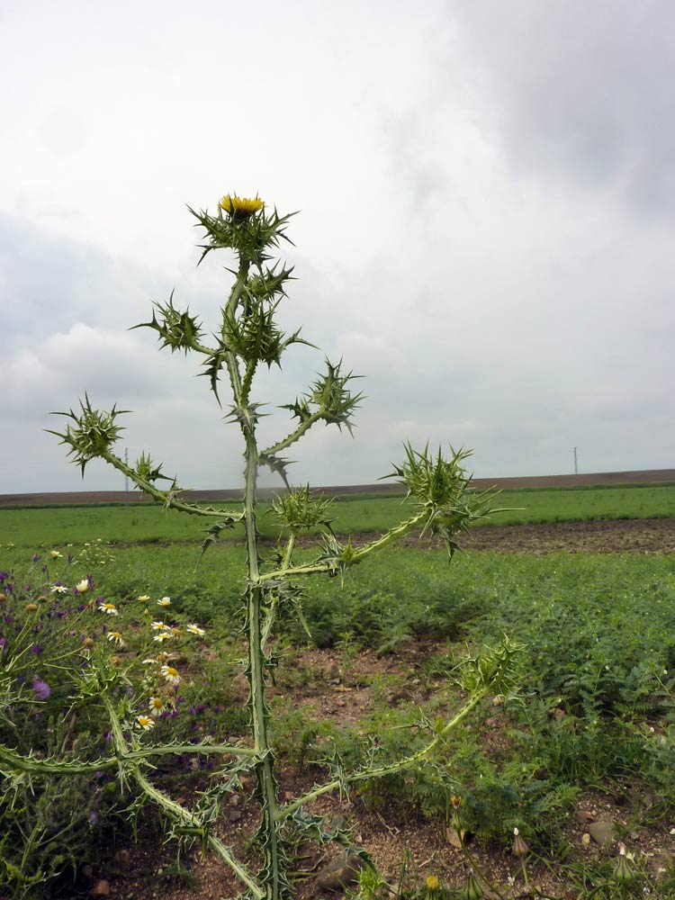 Scolymus maculatus / Cardogna macchiata