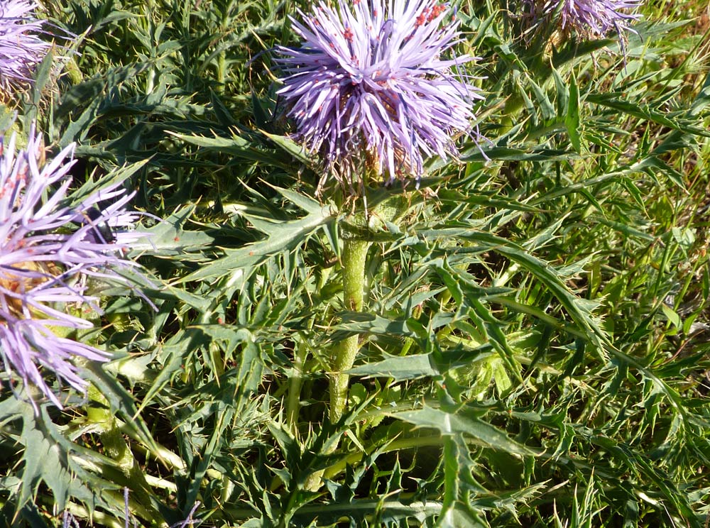 Carthamus caeruleus / Cardoncello azzurro