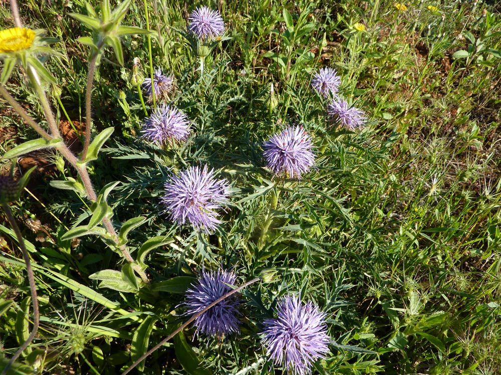 Carthamus caeruleus / Cardoncello azzurro