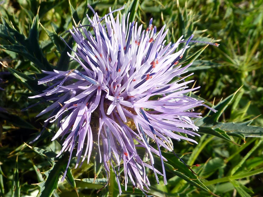 Carthamus caeruleus / Cardoncello azzurro