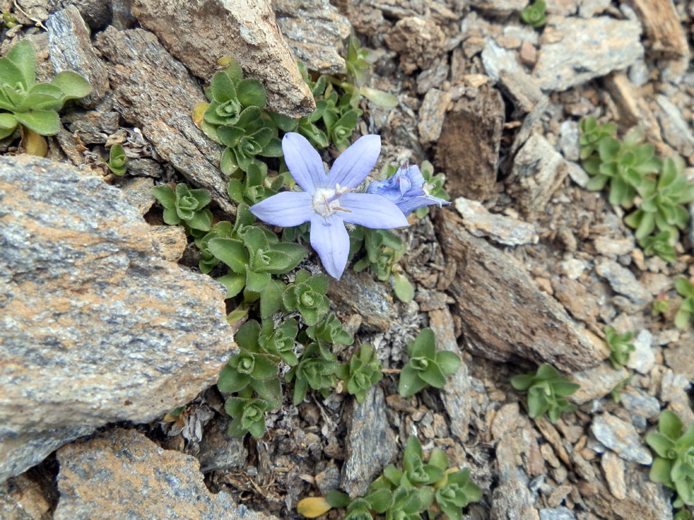 Campanula cenisia / Campanula del Moncenisio