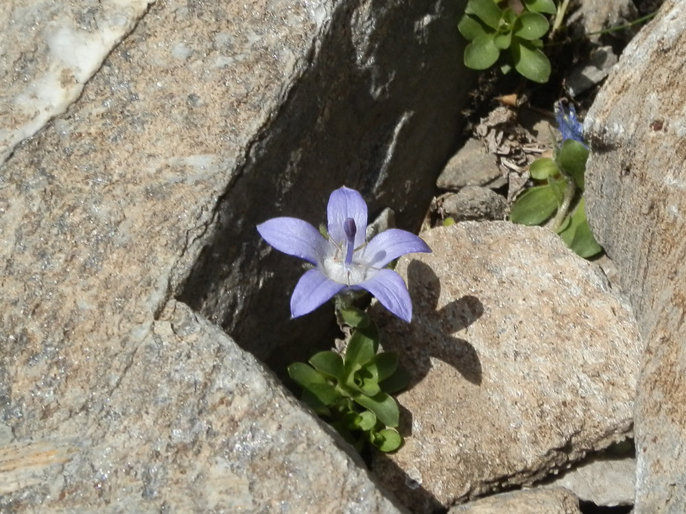 Campanula cenisia / Campanula del Moncenisio