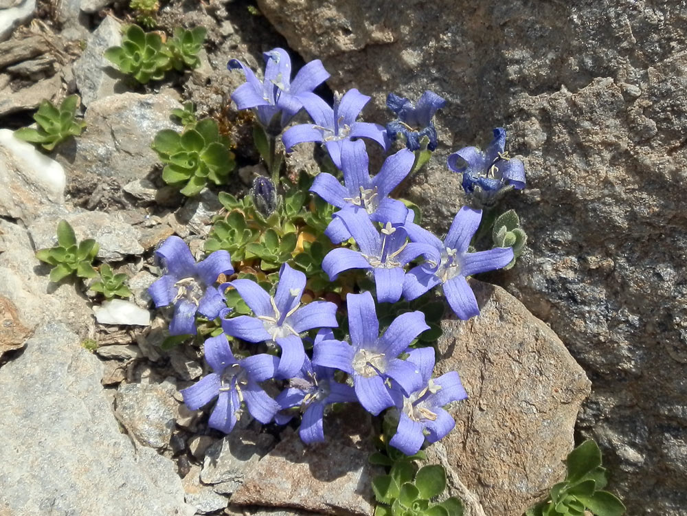 Campanula cenisia / Campanula del Moncenisio