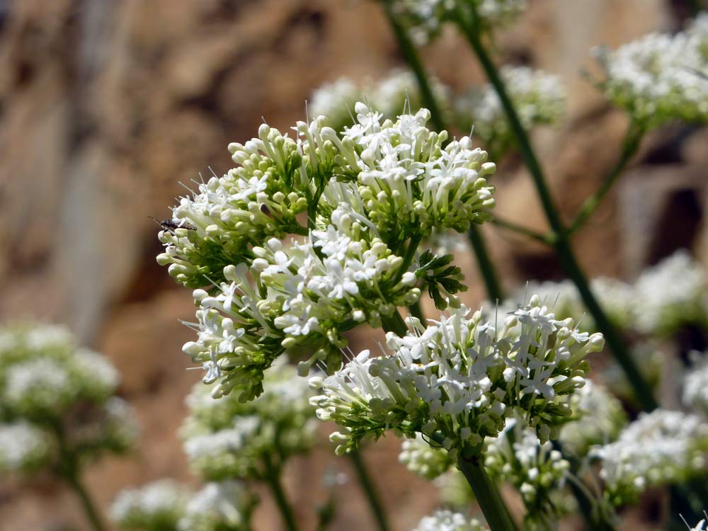 Centranthus ruber / Valeriana rossa (forma albina)