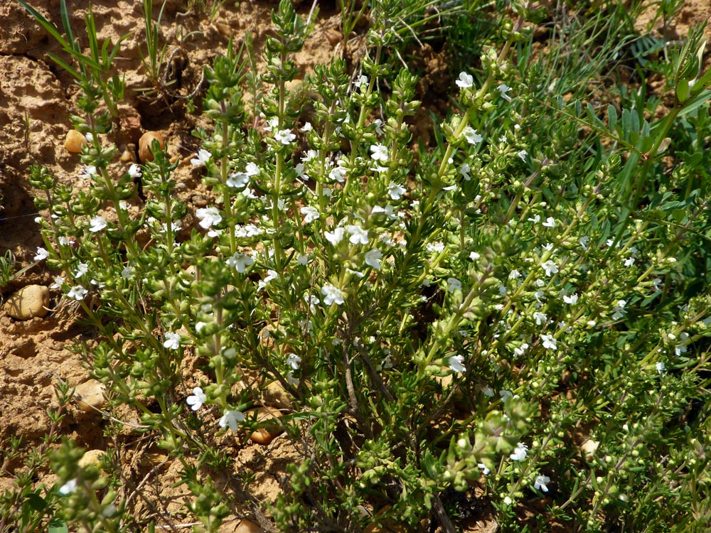 Thymus spinulosus (= Thymus zygis) / Timo spinosetto