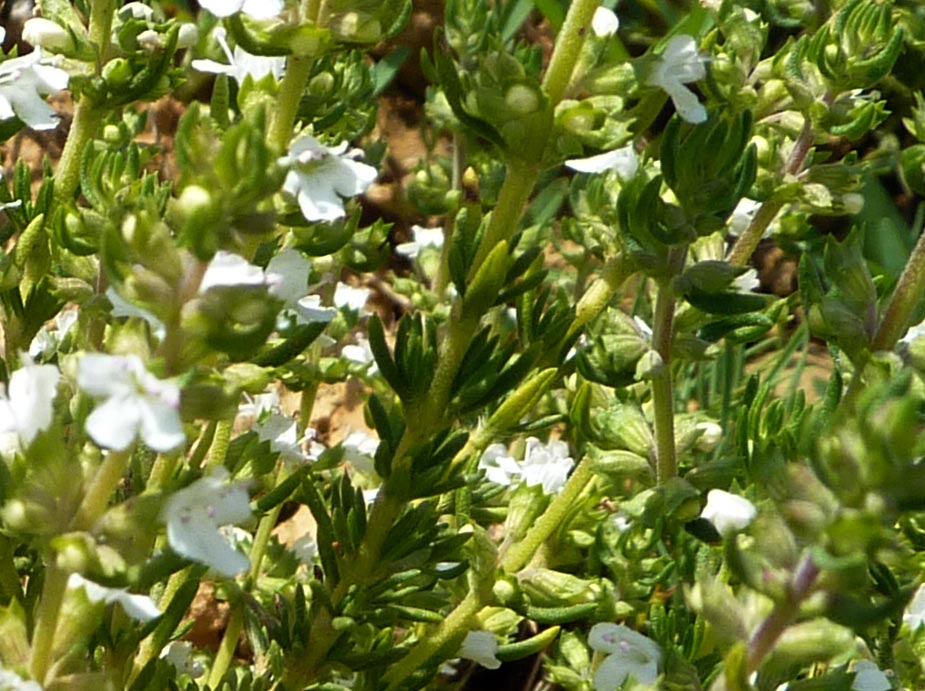 Thymus spinulosus (= Thymus zygis) / Timo spinosetto