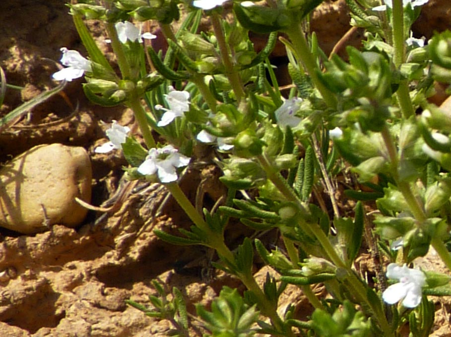 Thymus spinulosus (= Thymus zygis) / Timo spinosetto