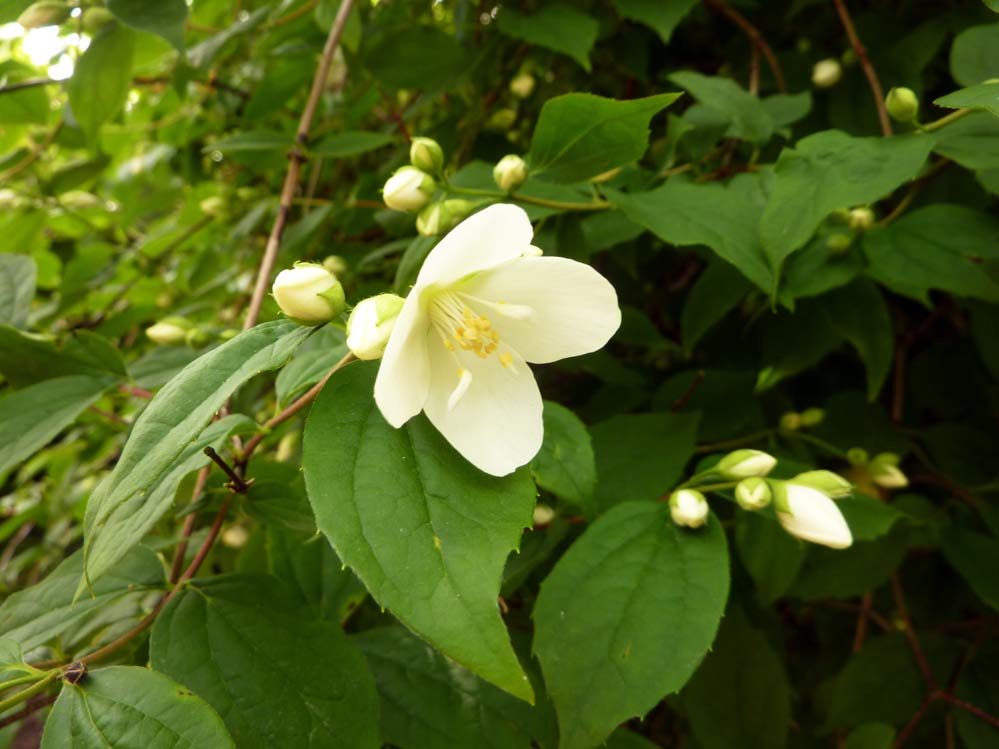 Philadelphus coronarius