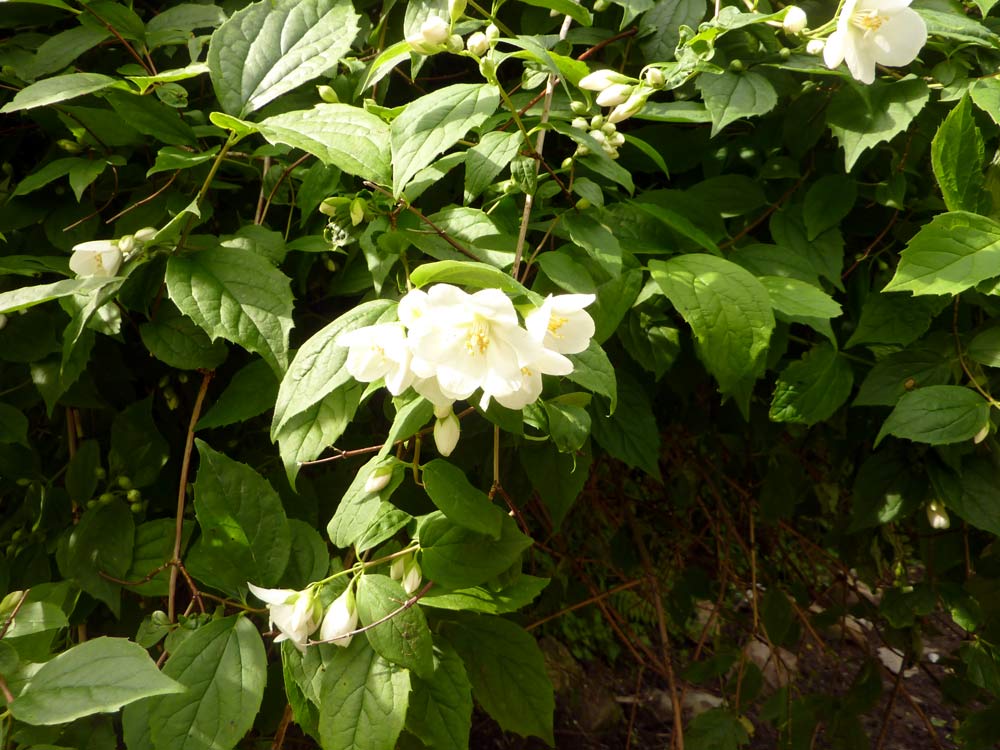 Philadelphus coronarius