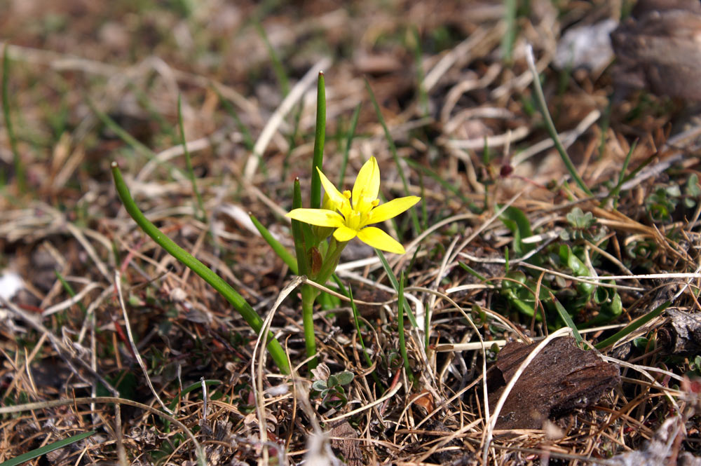 Gagea fistulosa?