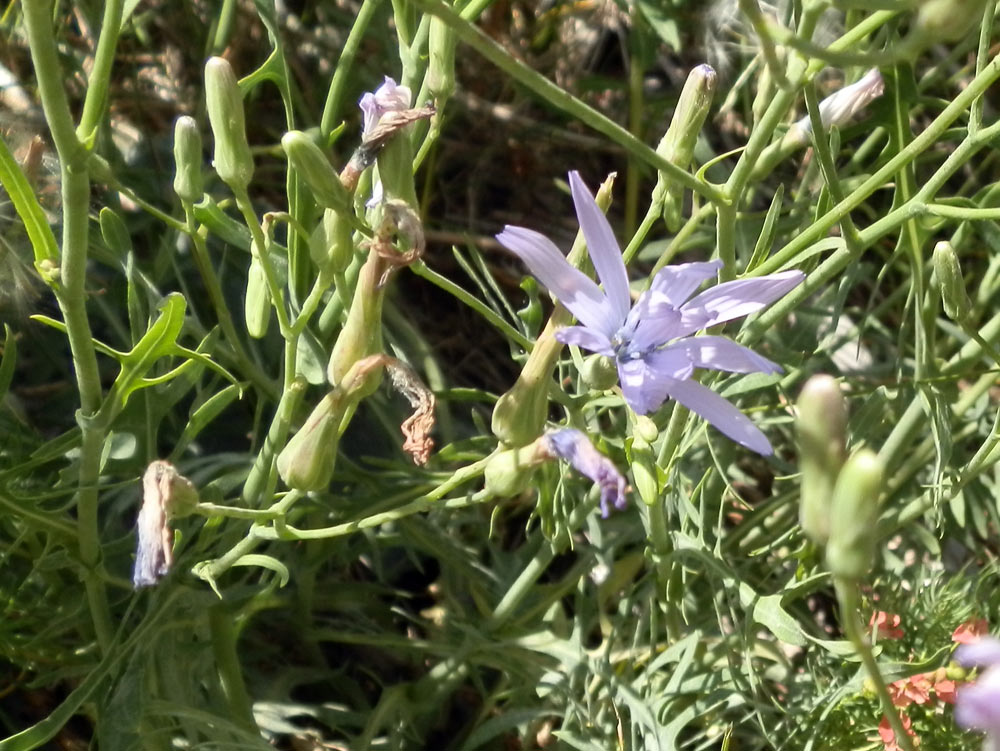 Lactuca perennis / Lattuga rupestre