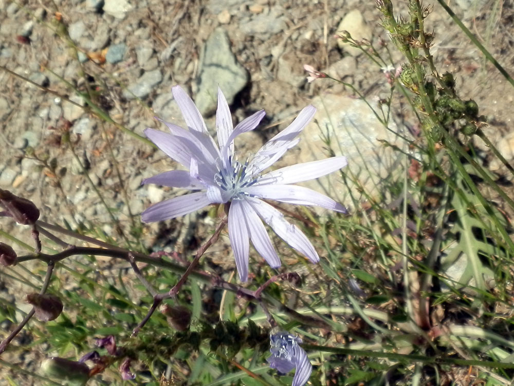 Lactuca perennis / Lattuga rupestre