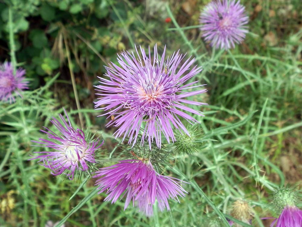 val di Cogne: Galactites tomentosus