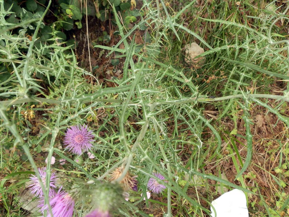 val di Cogne: Galactites tomentosus