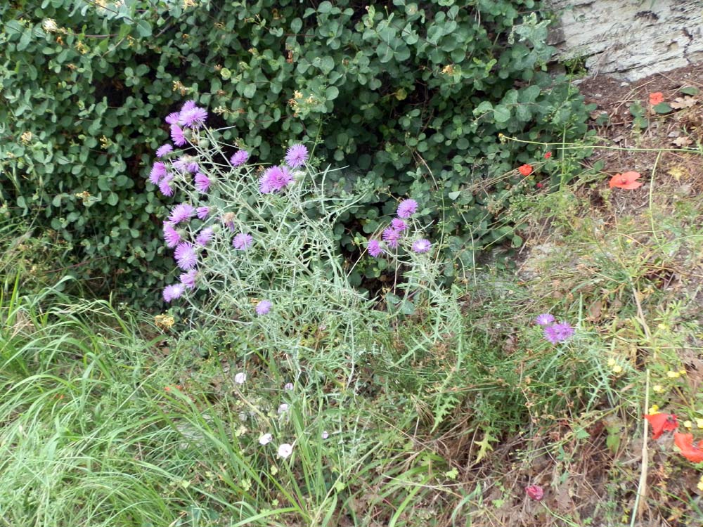 val di Cogne: Galactites tomentosus