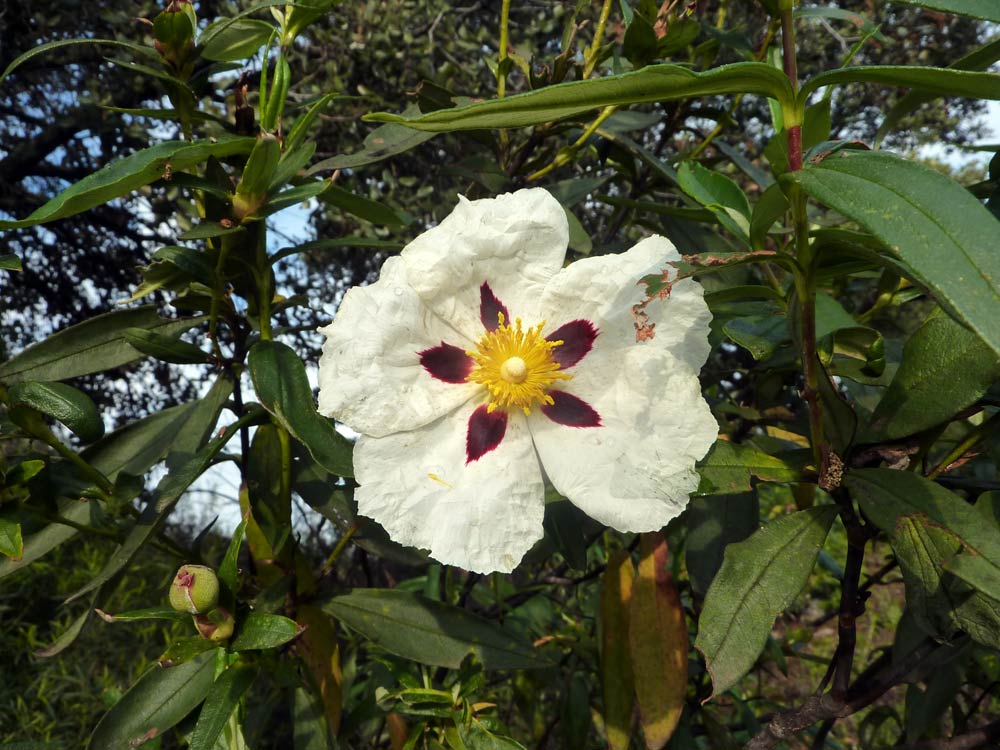 Cistus ladanifer