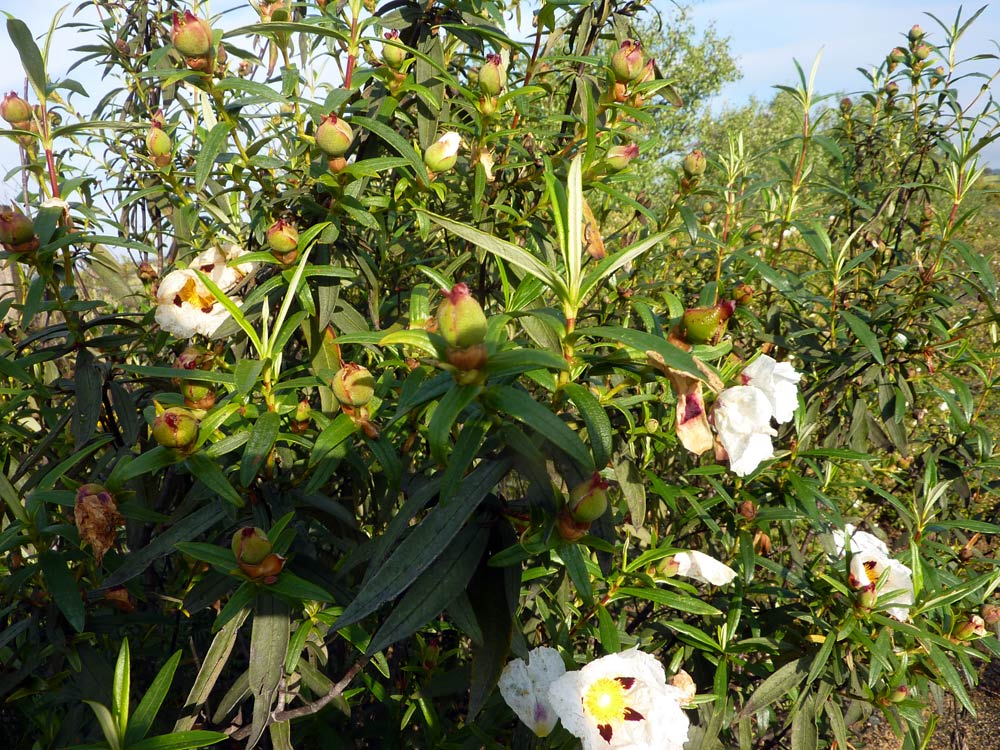 Cistus ladanifer