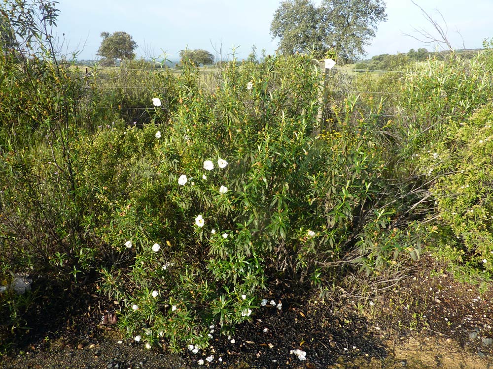 Cistus ladanifer