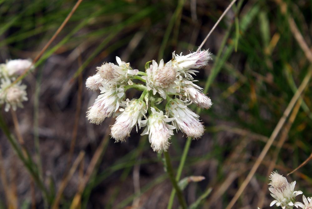 Antennaria dioica