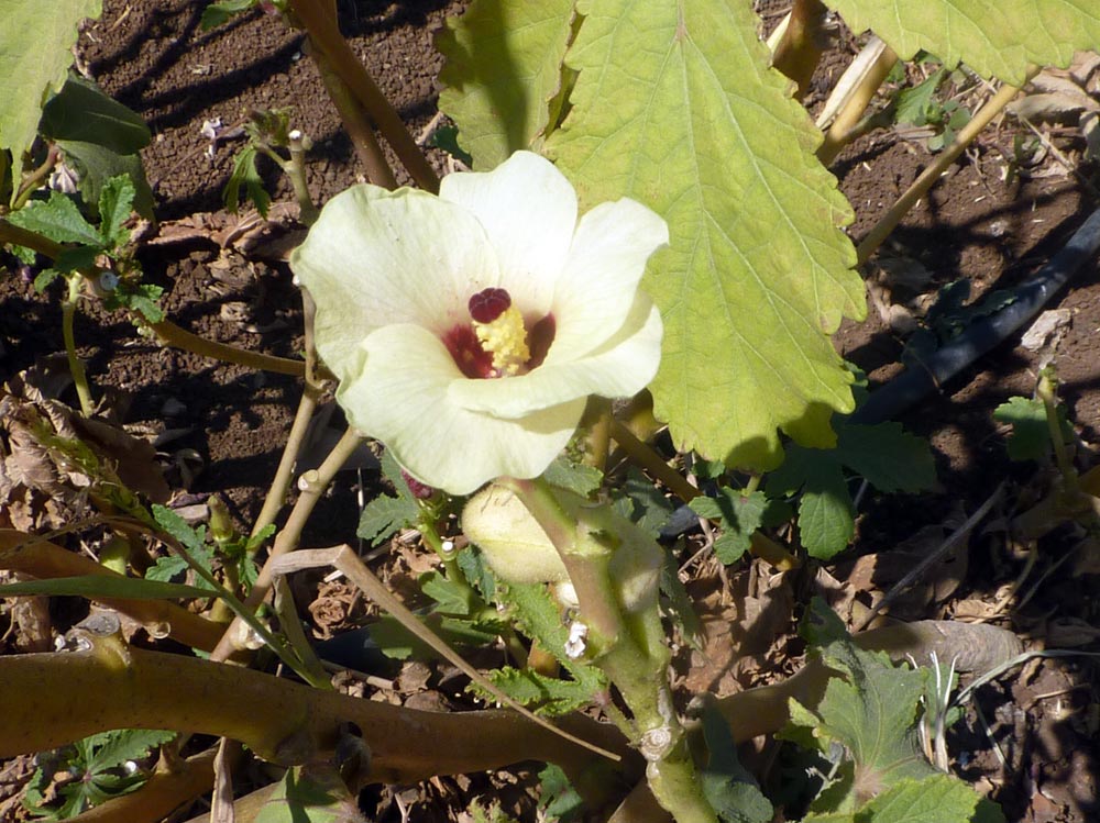 Abelmoschus esculentus