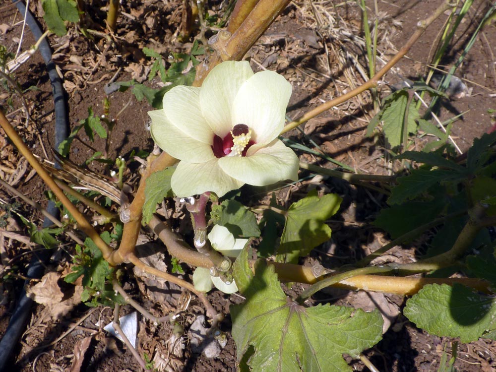 Abelmoschus esculentus