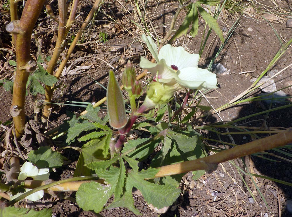 Abelmoschus esculentus