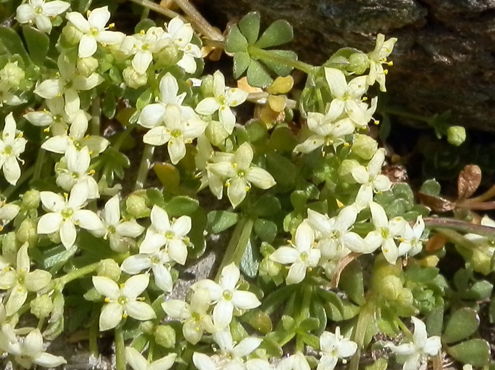 val di Cogne - Galium megalospermum