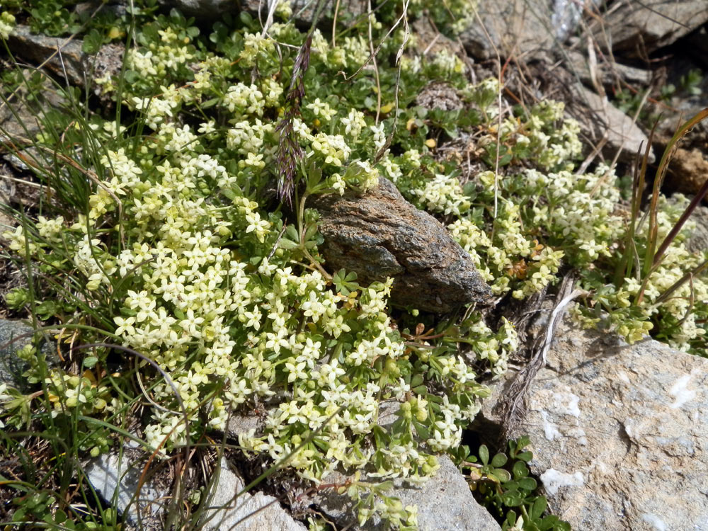 val di Cogne - Galium megalospermum