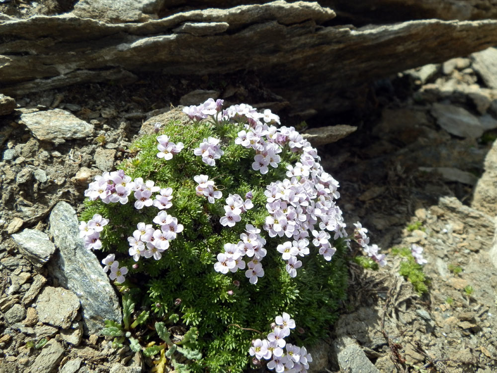 Petrocallis pyrenaica / Petrocallide dei Pirenei