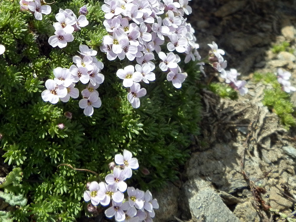 Petrocallis pyrenaica / Petrocallide dei Pirenei