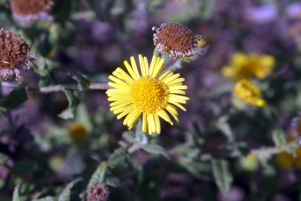 Pulicaria dysenterica / Incensaria comune