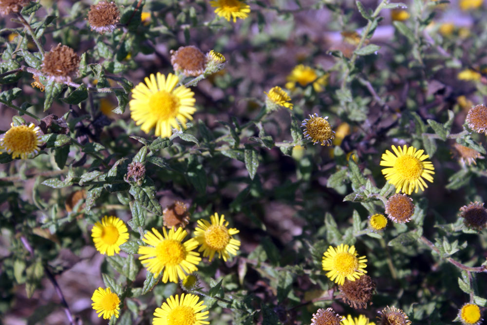 Pulicaria dysenterica / Incensaria comune