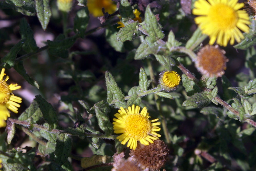 Pulicaria dysenterica / Incensaria comune