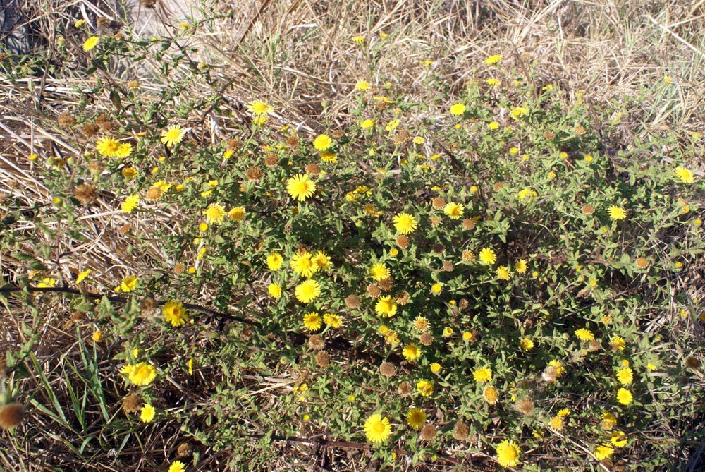 Pulicaria dysenterica / Incensaria comune