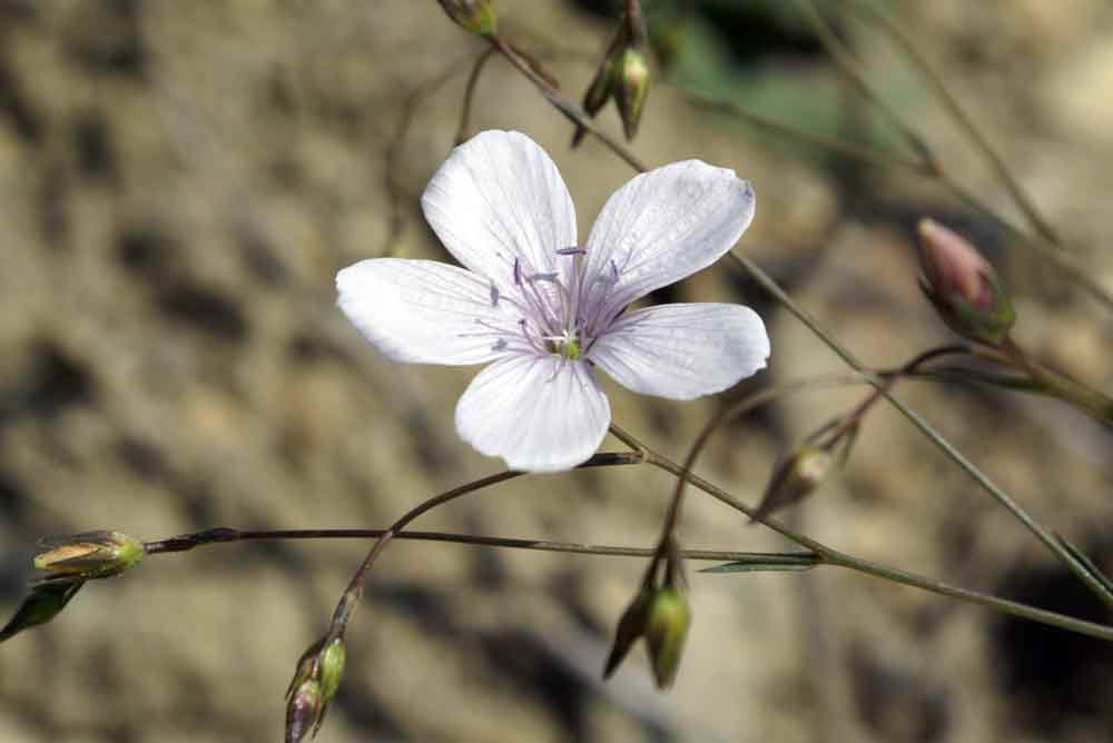 Appennino umbro:  Linum tenuifolium